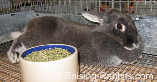 blue silver martin doe with dewlap blue silver martin doe with dewlap