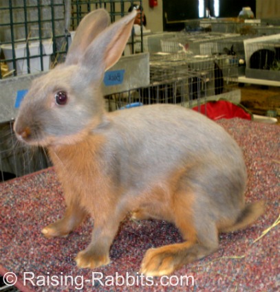 Types of Rabbits. 5 body types in rabbits. Find your fave rabbit type Types of Rabbits. 5 body types in rabbits. Find your fave rabbit type