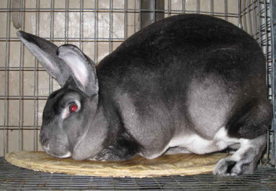 Rabbit Health - Timid Rex Rabbit