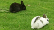 Two bunnies on the campus of the University of Victoria, BC