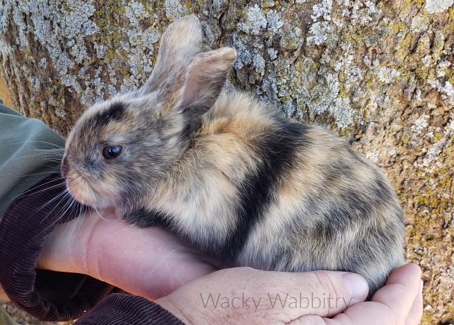 wacky-wabbitry-1-tamuk wacky-wabbitry-1-tamuk