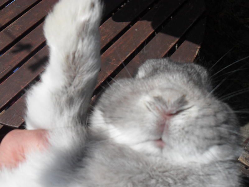 Wet nose and matted paws likely from pasteurella and bordetella