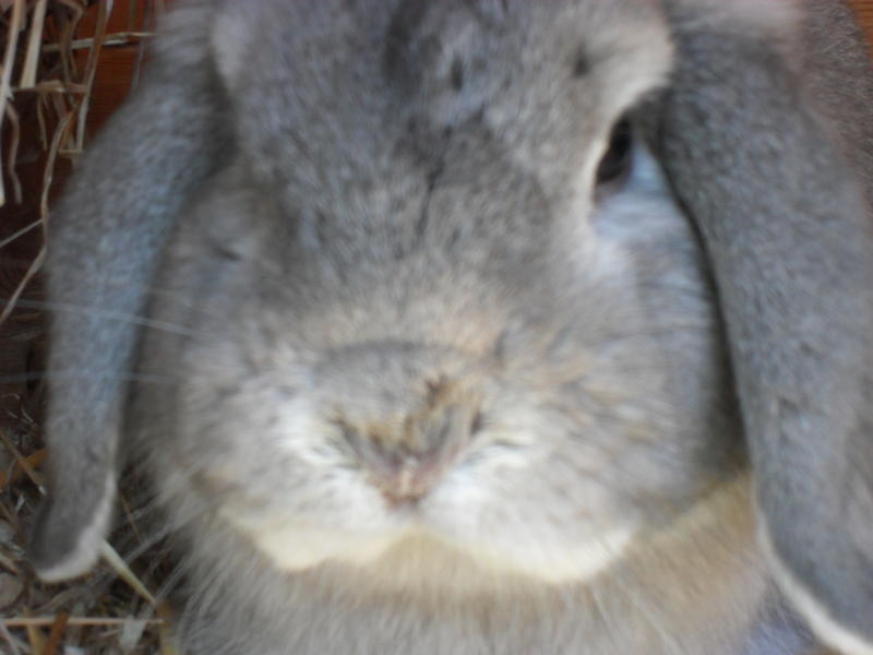 UK rabbit with snotty nose