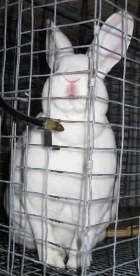 White rex rabbit sitting up alertly by water valve