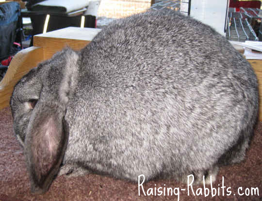 grey mini lop bunny