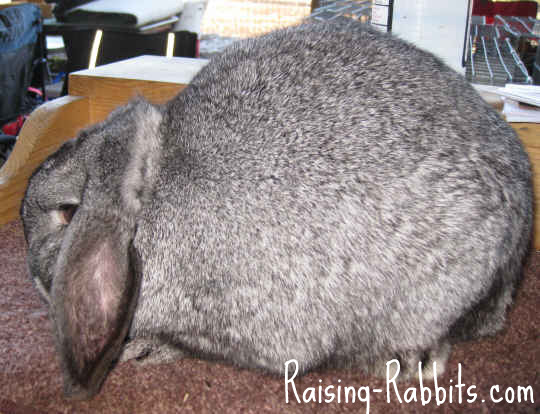 gray mini lop