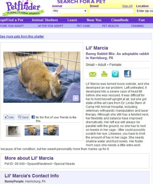 Petfinder listing for "Lil Marcia," a possibly sick rabbit with head tilt. Petfinder listing for "Lil Marcia," a possibly sick rabbit with head tilt.
