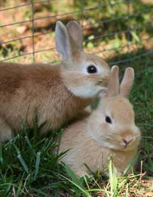 Marmalade and Clementine