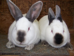 Show Quality Meat Rabbits from AA Rabbitry