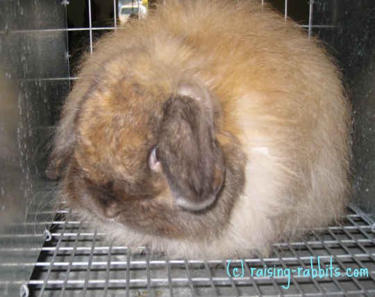 fluffy lop eared rabbit
