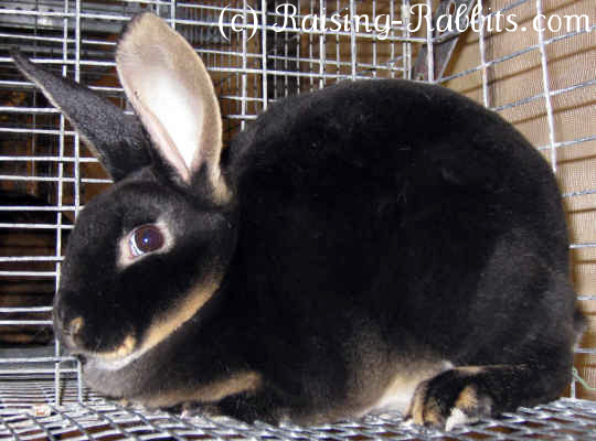 Rex Rabbit Breed Information and Pictures 