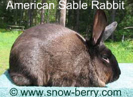 American Sable Rabbit