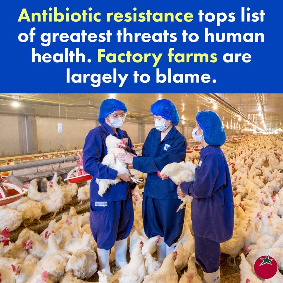 Factory farms are implicated in creation of antibiotic-resistant superbugs.
