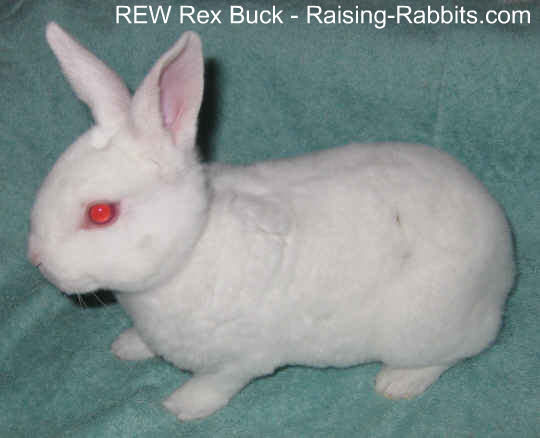 Red-Eyed-White Rex buck junior