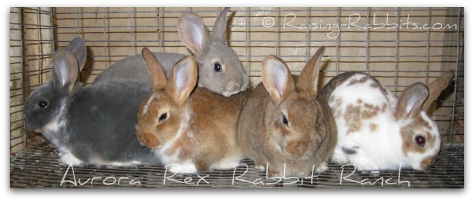 5 1/2 week old show bunnies at Aurora Rex Rabbit Ranch