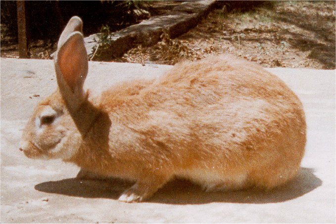 Baladi Rabbit in Egypt