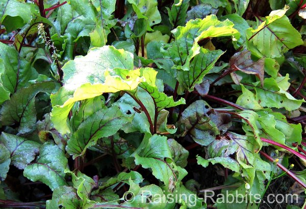 Beet greens, a great forage for rabbits