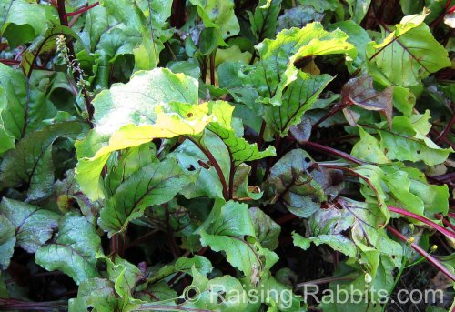 Can weanling bunnies eat beet greens?