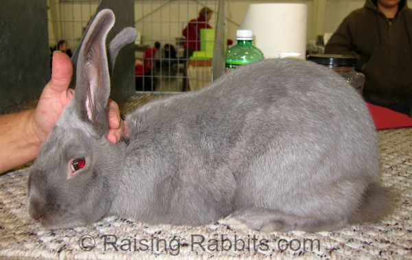 Beveren Rabbits And The Related St Nicholas Blue Rabbits