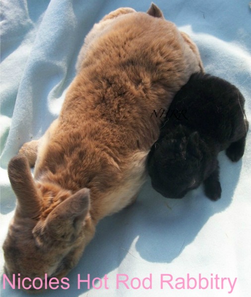 Binky the peanut and its normal-sized littermate.