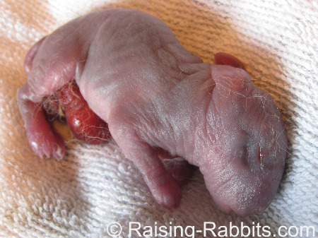 Abdominal and ocular birth defects in Newborn rabbit kit
