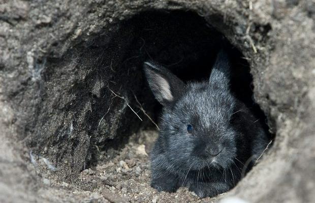 How to tear up the countryside - release rabbits into the wild!