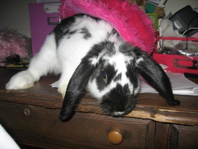 Bodhisattva and his favorite fluffy hat