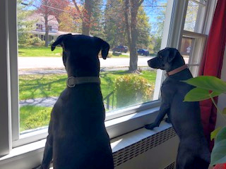 Dogs Bonnie and Clyde are eagerly looking forward to their raw rabbit meals.
