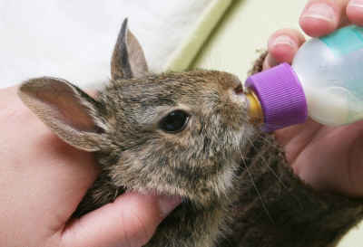 Bottlefeeding a cottontail bunny
