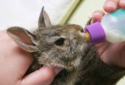 orphaned cottontail rabbit care