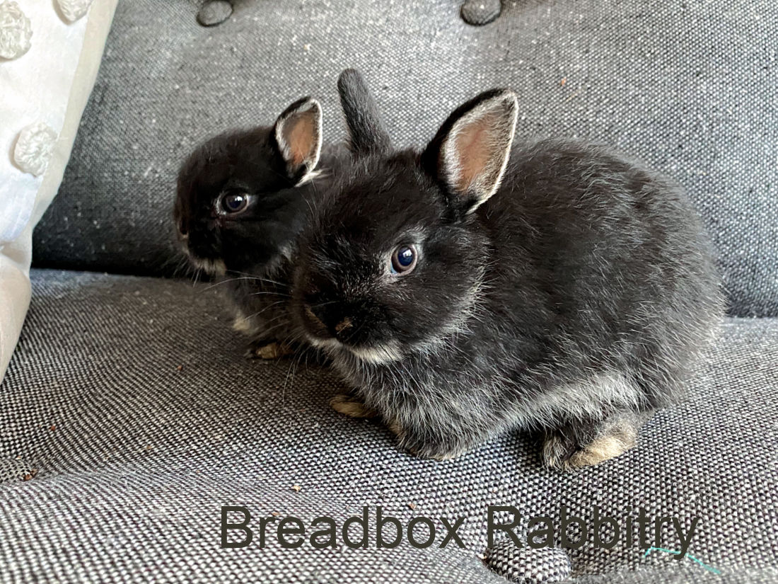Breadbox Rabbitry Netherland Dwarf Rabbits In North Carolina