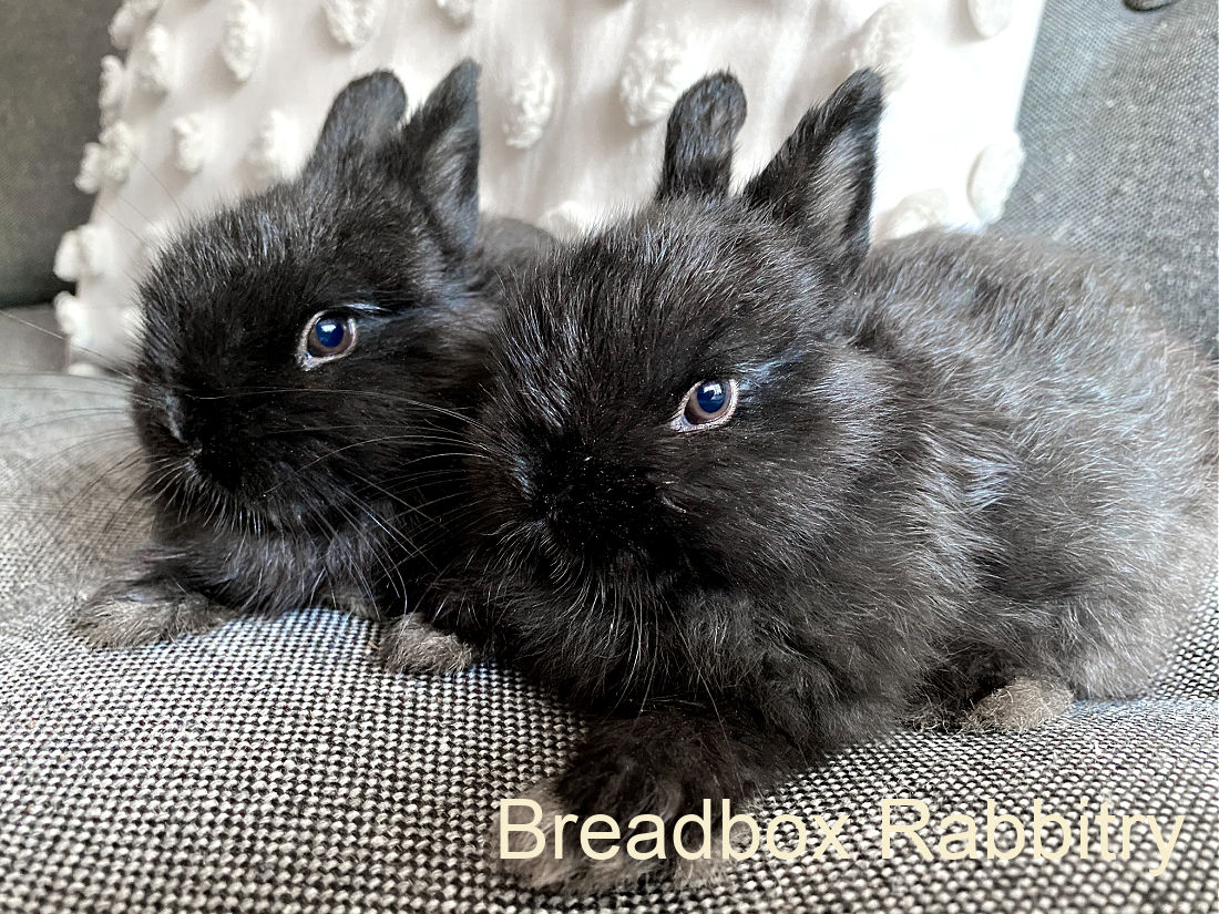 Breadbox Rabbitry Netherland Dwarf Rabbits in North Carolina