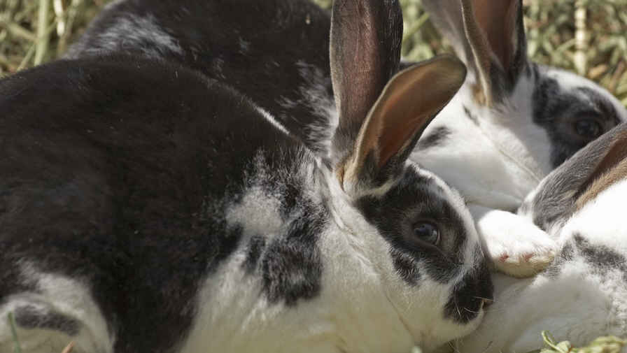 Pet Rabbits - Care for rabbits as pets made easy