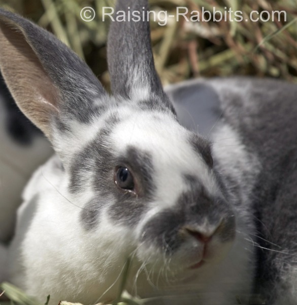 blue otter mini rex