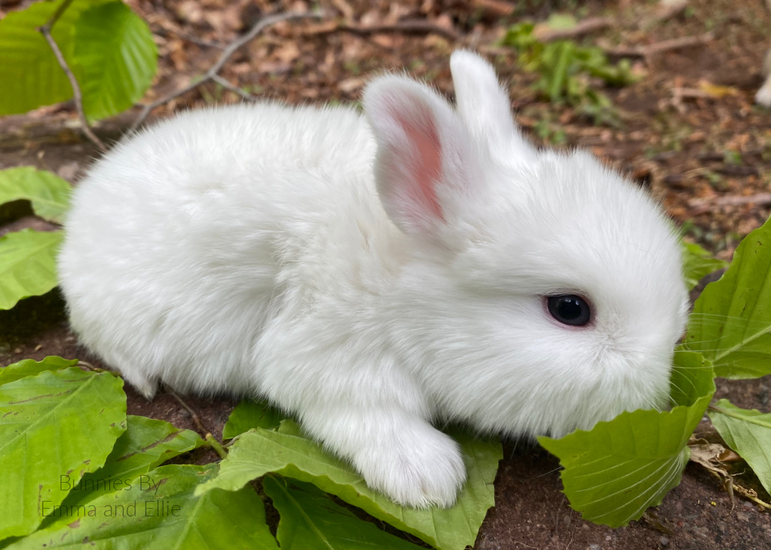 bunnies-by-emma-and-ellie-100-holland-lop-white bunnies-by-emma-and-ellie-100-holland-lop-white