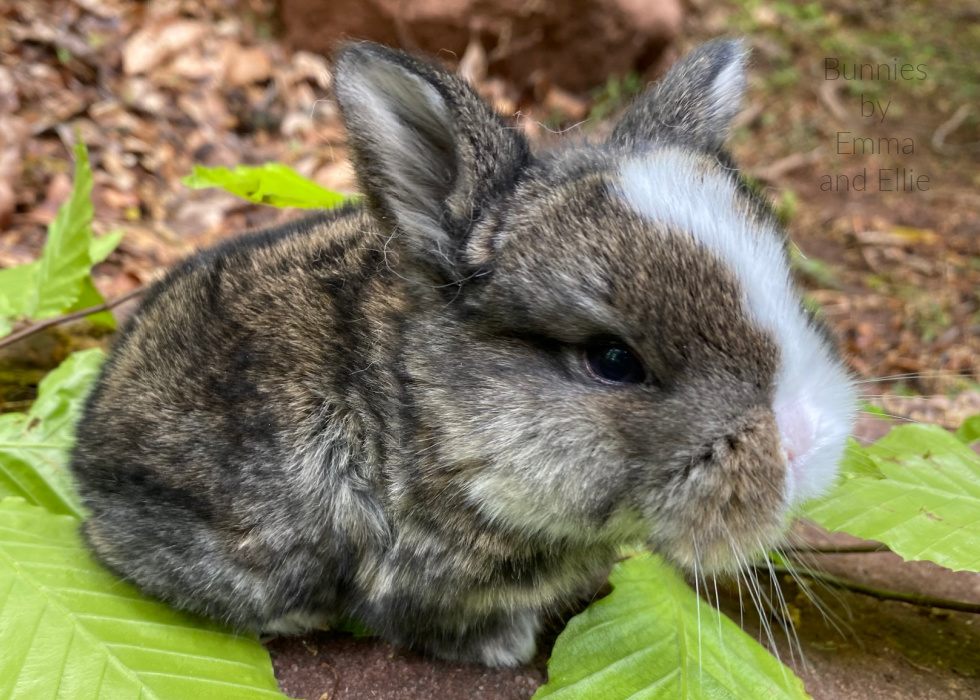 bunnies-by-emma-and-ellie-101-holland-lop-chestnut-vienna-marked bunnies-by-emma-and-ellie-101-holland-lop-chestnut-vienna-marked