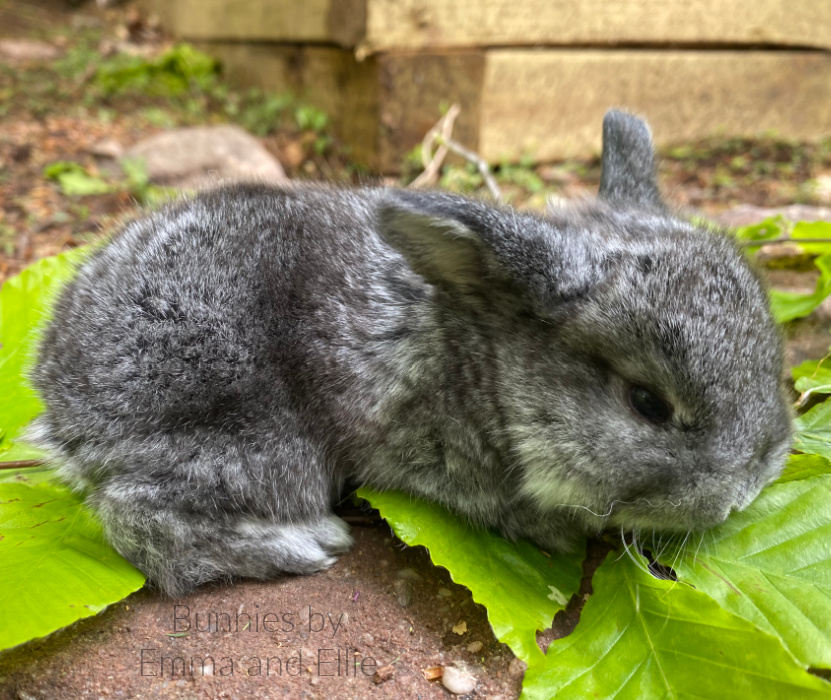 bunnies-by-emma-and-ellie-103-holland-lop-chinchilla bunnies-by-emma-and-ellie-103-holland-lop-chinchilla