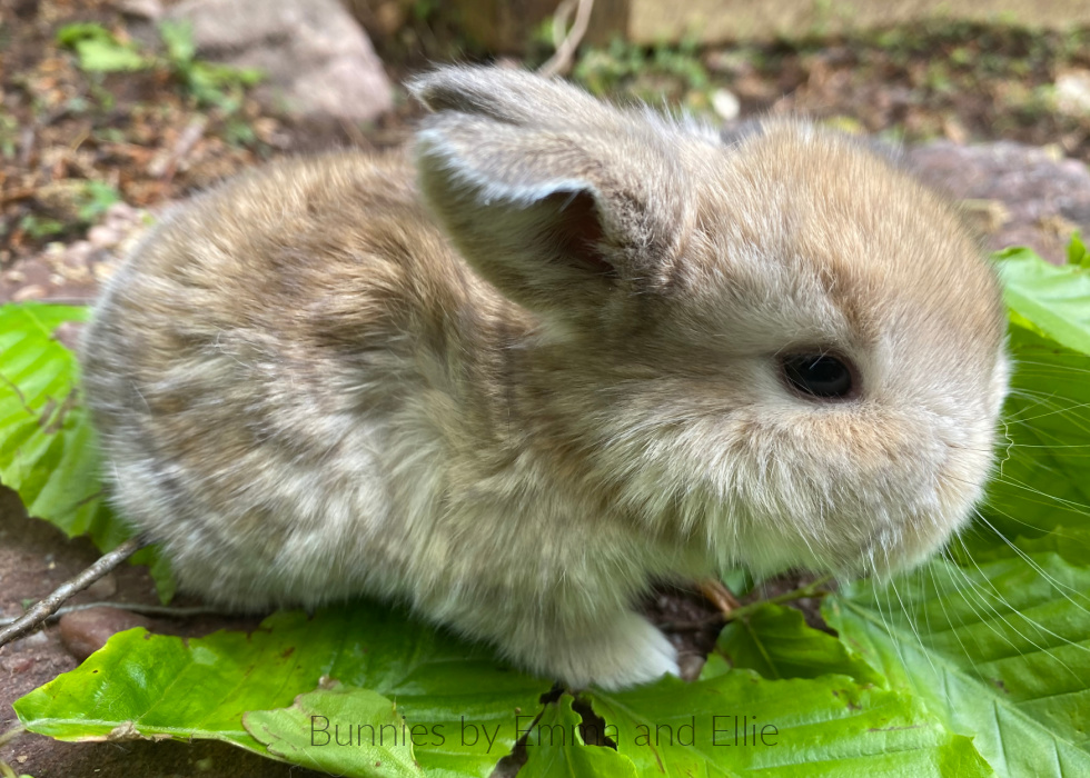 bunnies-by-emma-and-ellie-105-holland-lop-red-chestnut bunnies-by-emma-and-ellie-105-holland-lop-red-chestnut