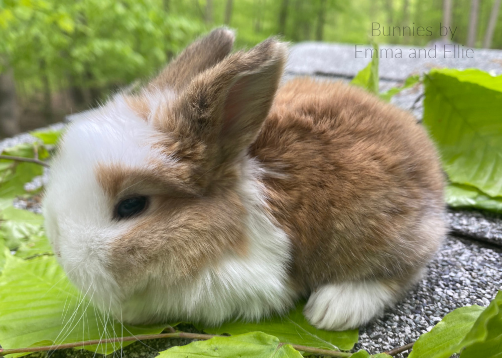bunnies-by-emma-and-ellie-106-holland-lop-broken-red bunnies-by-emma-and-ellie-106-holland-lop-broken-red