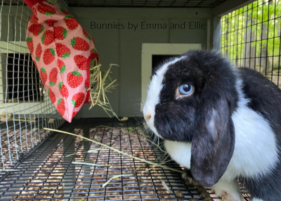 bunnies-by-emma-and-ellie-107-vienna-mark-holland-lop-black