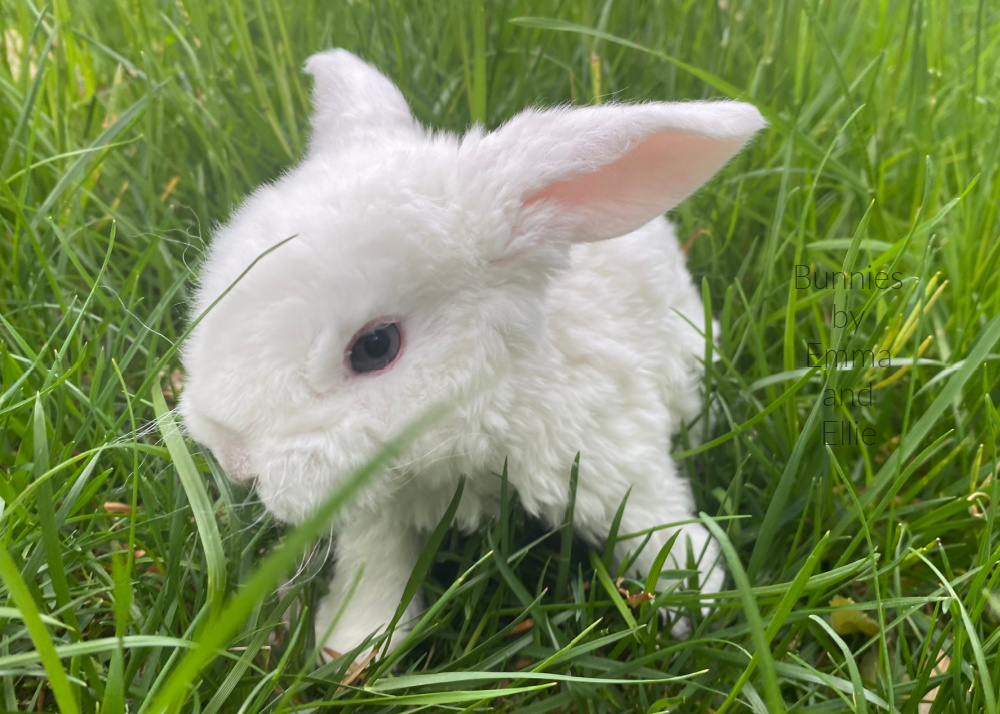 bunnies-by-emma-and-ellie-108-mini-plush-lop-BEW bunnies-by-emma-and-ellie-108-mini-plush-lop-BEW