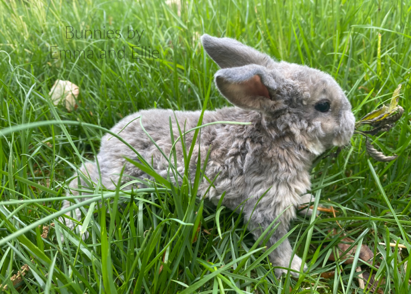 bunnies-by-emma-and-ellie-109-mini-plush-lop bunnies-by-emma-and-ellie-109-mini-plush-lop