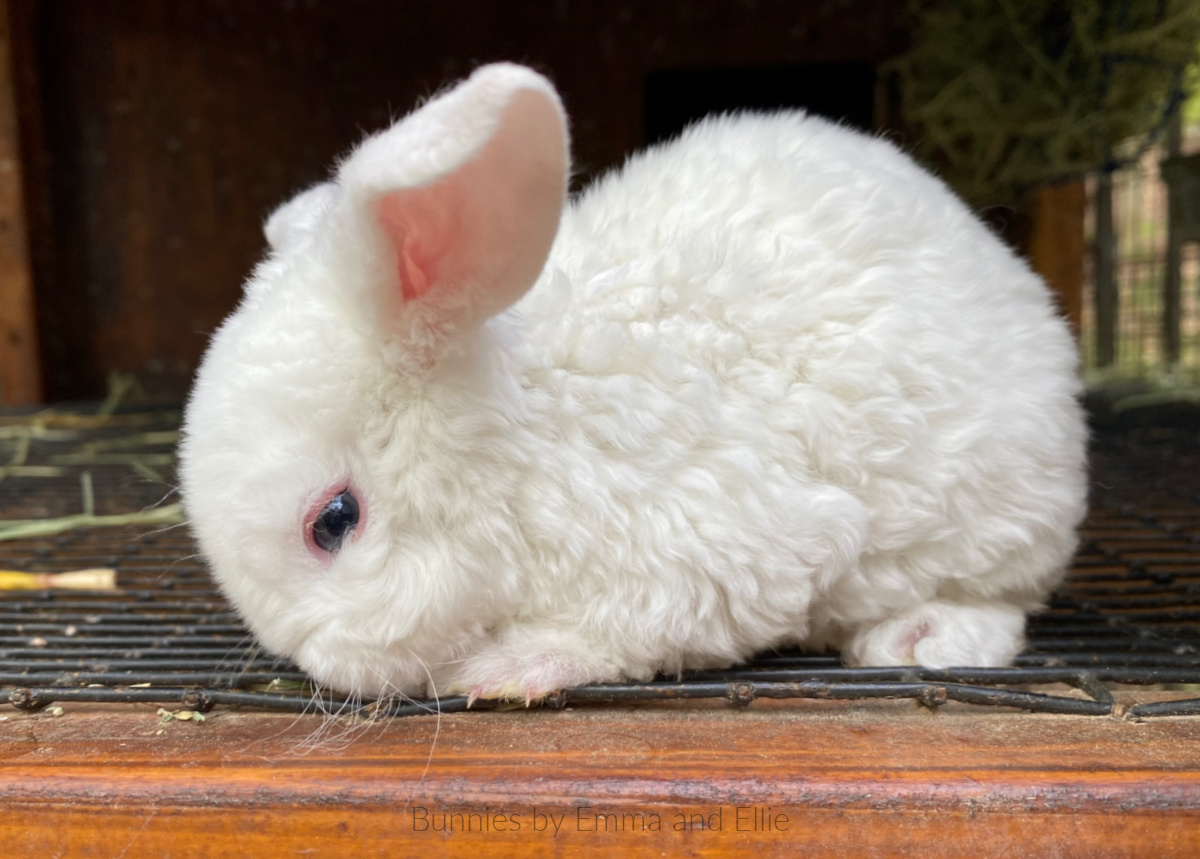 bunnies-by-emma-and-ellie-111-mini-plush-lop-BEW bunnies-by-emma-and-ellie-111-mini-plush-lop-BEW