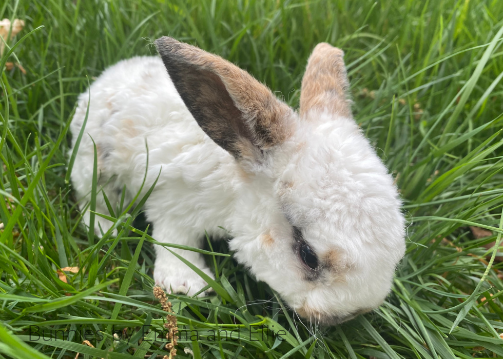 bunnies-by-emma-and-ellie-113-mini-plush-lop bunnies-by-emma-and-ellie-113-mini-plush-lop