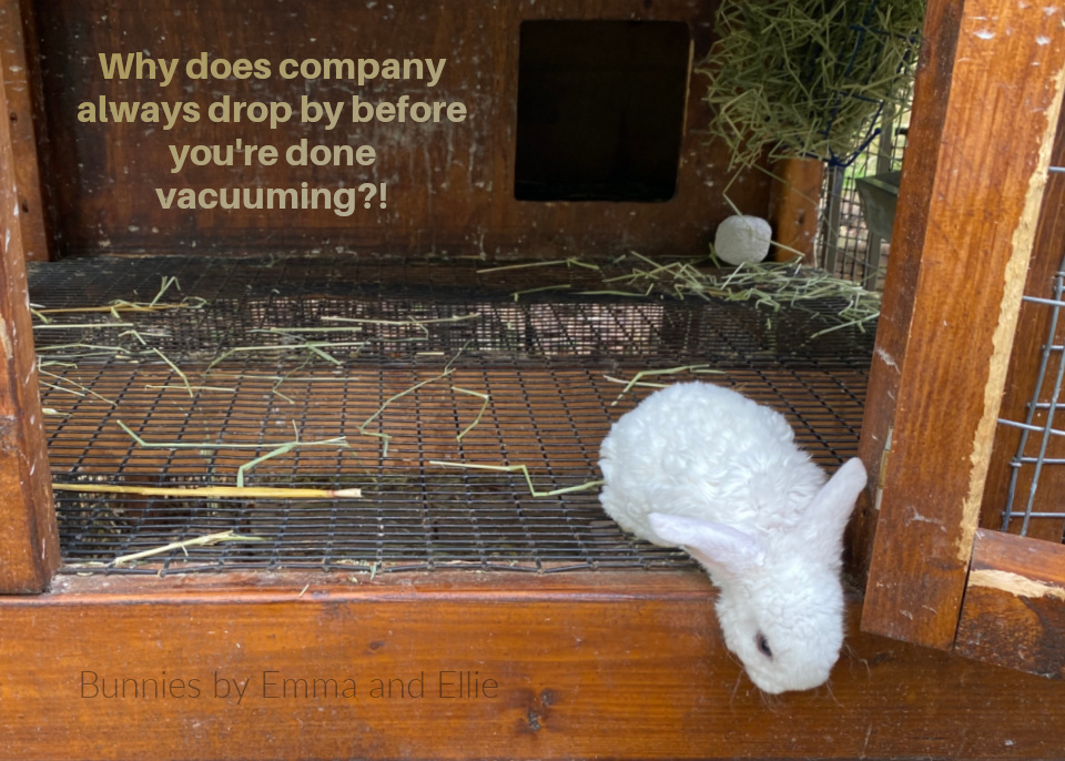 bunnies-by-emma-and-ellie-115-mini-plush-lop-BEW-meme bunnies-by-emma-and-ellie-115-mini-plush-lop-BEW-meme