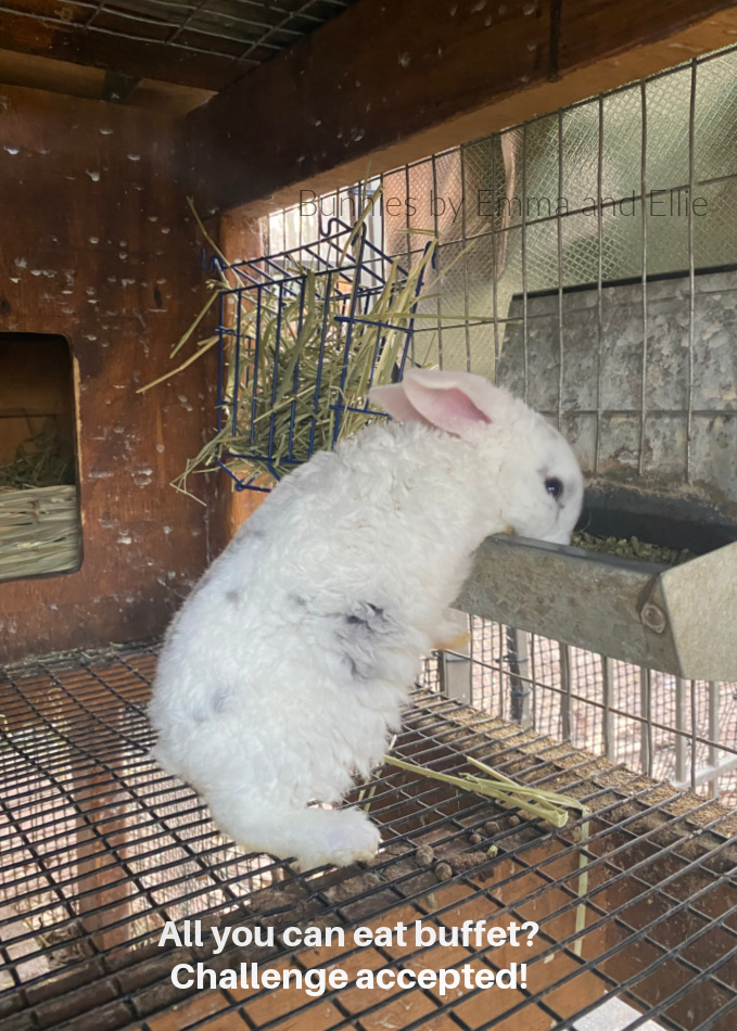 bunnies-by-emma-and-ellie-117-mini-plush-lop-feed-tray-meme bunnies-by-emma-and-ellie-117-mini-plush-lop-feed-tray-meme