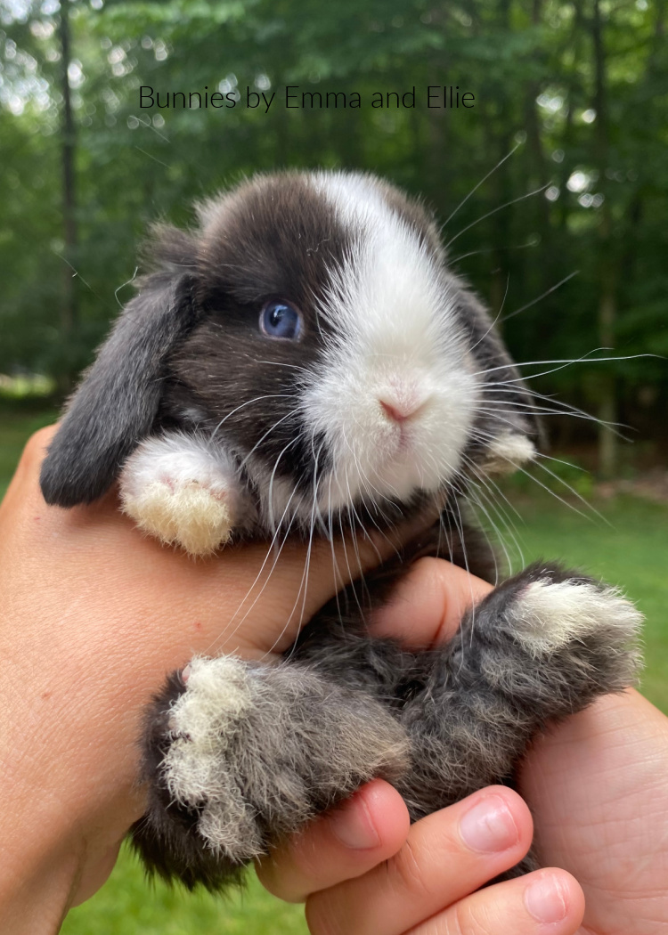 bunnies-by-emma-and-ellie-122-holland-lop-black-vienna-mark bunnies-by-emma-and-ellie-122-holland-lop-black-vienna-mark
