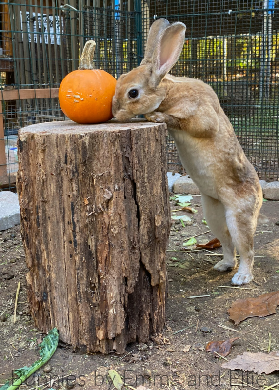 Rabbits for Sale in PA Pennsylvania. Pennsylvania Rabbit Breeders