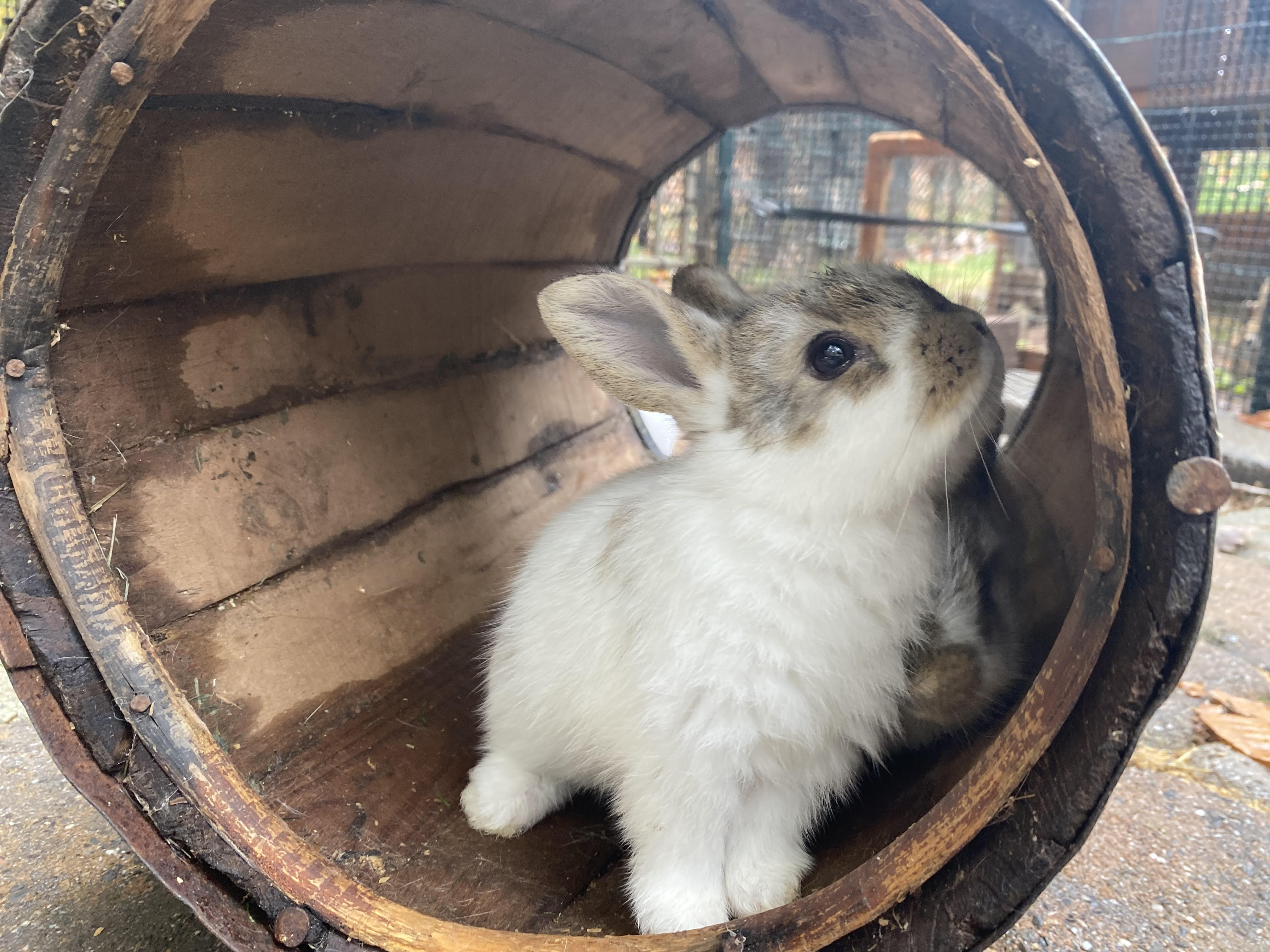 Rabbits for Sale in PA Pennsylvania. Pennsylvania Rabbit Breeders
