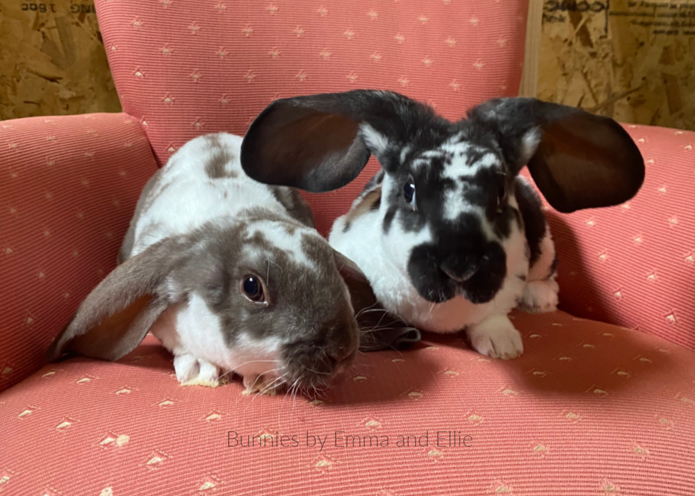 bunnies-by-emma-and-ellie-58-velveteen-lops bunnies-by-emma-and-ellie-58-velveteen-lops